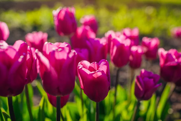 Pink purple flag tulips growing in spring garden. Flowers blooming outdoors at sunset — Stock Photo, Image