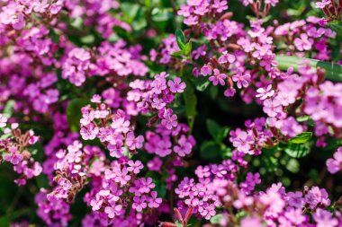 Yaz bahçesinde açan pembe sabun köpüğü. Sınırda toprak örtüsü çiçek açıyor. Çiçeklerin en üst görüntüsü. Arkaplan