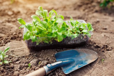 Yüksükotu fidelerini kürekle yaz bahçesindeki toprağa naklediyorum. Tohumlardan çiçek yetiştirmek. Plastik kutuda dijitalis