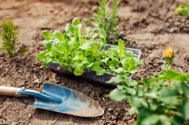 Yüksükotu fidelerini kürekle yaz bahçesindeki toprağa naklediyorum. Tohumlardan çiçek yetiştirmek. Plastik kutuda dijitalis