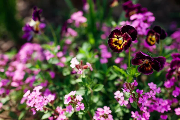Pink Rock Soapwort Blooming Summer Garden Ground Cover Saponaria Flowering — Stock Photo, Image