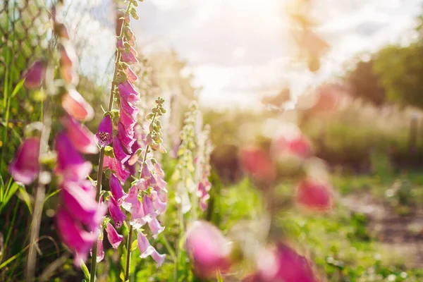 Close Van Roze Paarse Voshandschoen Bloemen Bloeien Zomertuin Bij Zonsondergang — Stockfoto