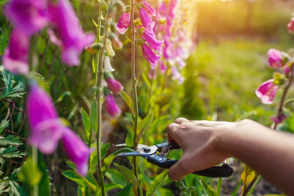 Jardineiro Cortando Flores Luva Raposa Usando Poda Jardim Verão Digitalis — Fotografia de Stock