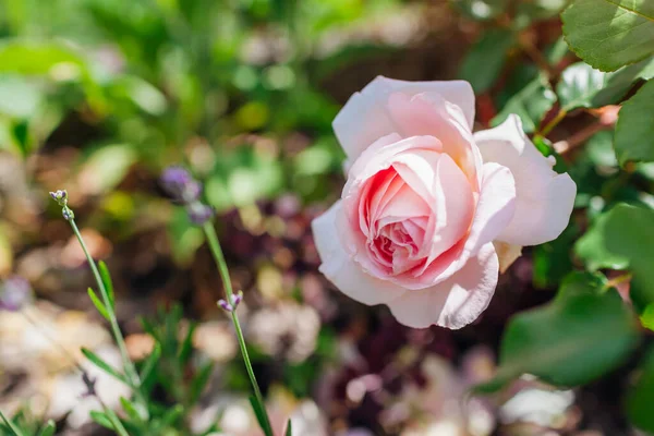 Różowa Róża Abraham Darby Kwitnący Letnim Ogrodzie Przez Lawendę Angielski — Zdjęcie stockowe