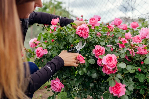 Leonardo Vinci Rosa Caliente Floreciendo Jardín Verano Jardinero Corta Tallos — Foto de Stock