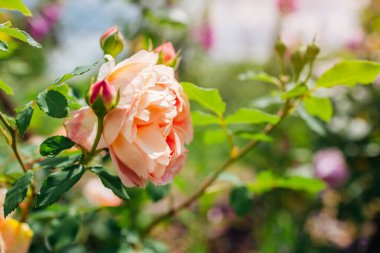 Turuncu somon gülü Shalott 'un hanımı yaz bahçesinde çiçek açıyor. İngiliz Austin seçim güller çiçek