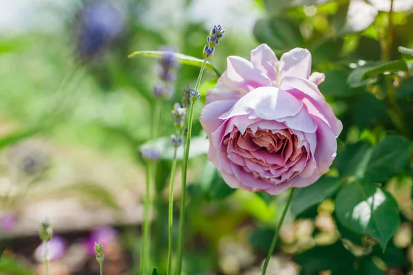 Rosa Púrpura Lavanda Novalis Florece Por Lavanda Jardín Verano Primer — Foto de Stock