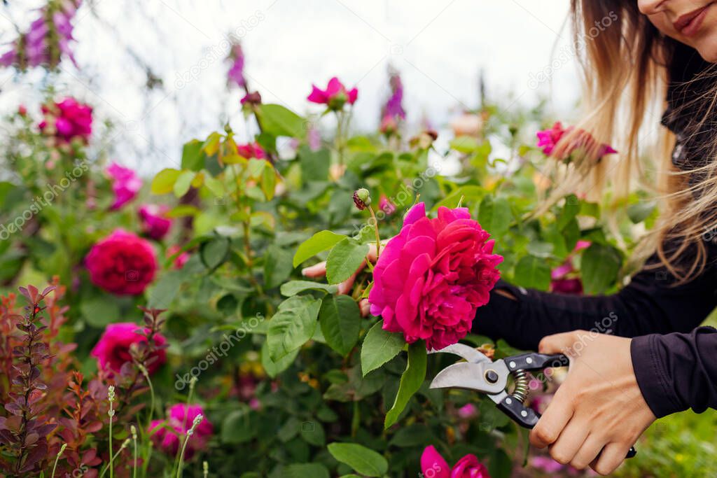 Woman cutting blooming rose flowers in summer garden. Gardener using pruner. William Shakespeare english rose by Austin
