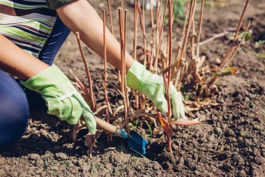 Bahçıvanın yaz bahçesinde kürek kullanarak lale soğanı kazdığı yeri kapatın. Bitkilerle ilgileniyorum. Mevsimlik açık hava işleri