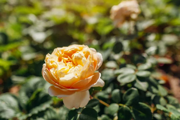 Yellow Rose Charles Darwin Blooming Summer Garden English Austin Selection — Zdjęcie stockowe