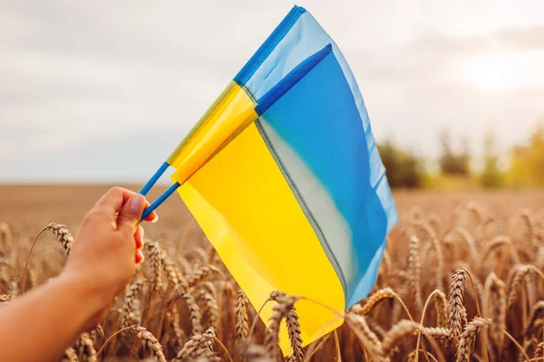 Independence Day Ukraine Close Ukrainian Blue Yellow Flags Summer Field — стоковое фото