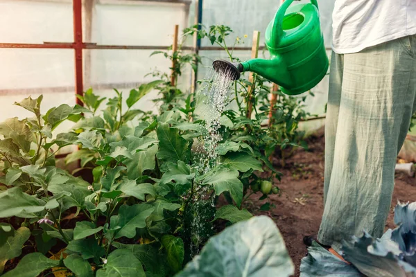 Farmer Watering Aubergine Plants Using Watering Can Greenhouse Taking Care — Stok Foto