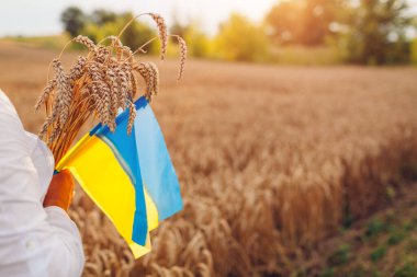 Independence Day of Ukraine. Close up of ukrainian blue and yellow flags in field with bunch of wheat at sunset. Close up of symbol of freedom. Space