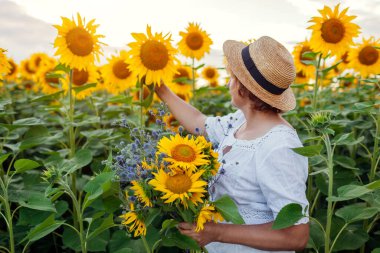 Senior woman in straw hat picks bouquet of yellow sunflowers in summer field at sunset. Middle-aged woman admires blooms relaxing outdoors