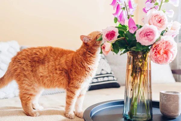 Ginger Cat Smelling Bouquet Roses Foxgloves Flowers Put Vase Coffe — Photo