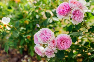 Close up of blooming pink roses flowers in summer garden. English James Galway rose with ruffles in blossom. Fresh clusters