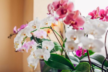 Orchids phalaenopsis flower grow on window sill. Home plants in blossom. White, purple, pink blooms. Home garden. Successful growing