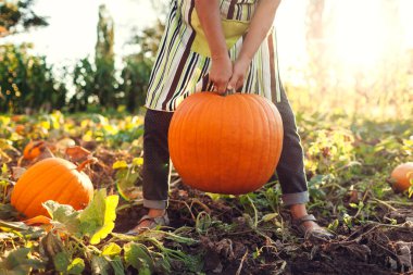 Close up of big ripe organic pumpkin. Worker harvesting vegetables. Farmer picking healthy fruit in fall garden. Autumn season