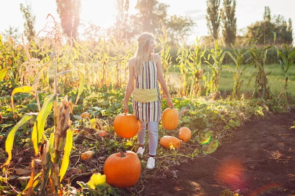 Organic pumpkin fall harvest. Woman farmer picking autumn crop of pumpkins on farm holding vegetables on field at sunset. Agriculture and gardening.