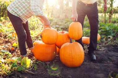 Couple of farmers picks pumpkins in autumn field at sunset. Workers harvest vegetables in garden putting them in heap. Man and woman harvesting fresh organic vegetables in fall garden.