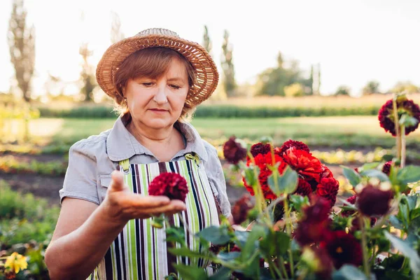 Жінка Садівник Вибирає Букет Червоних Жоржин Цинії Літньому Саду Старший — стокове фото
