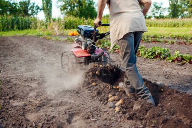 Çiftçi toprak ekimi ve patates kazısı için küçük traktör kullanıyor. Sonbahar hasadı patates toplama. Tarım. Organik sebze yetiştiriyor.