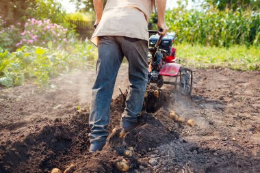 Patates hasadı için küçük traktör kullanan bir işçi. Kırsal kesimlerde organik sebze hasadı topluyorum. Tarım. Taze ev yemeği.