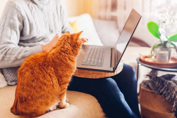 Рыжая Кошка Чувствует Себя Одинокой Время Хозяин Работает Онлайн Дома — стоковое фото