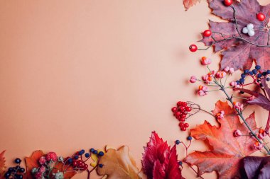 Kırmızı sarı kahverengi turuncu yapraklar ve böğürtlenlerden oluşan sonbahar arkaplanı. Sonbahar çiçekli dekoru. Boşluk. Düz yatağın üst manzarası. Mevsimlik titreşim