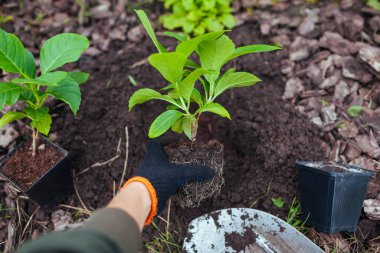 Bahçıvan, konteynırlardan toprağa büyük yaprak ortancaları naklediyor. Sonbahar mevsimlik işleri. Açık hava hobisi. Sağlıklı bitkileri deliğe koymak