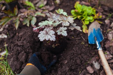 Toprağa heuchera renginde rüya ekiyorum. Bahçıvan yere mercan çanları eker sonbahar bahçesine kürek kullanarak bir avuç biyohumus ekler. Sonbahar peyzajı