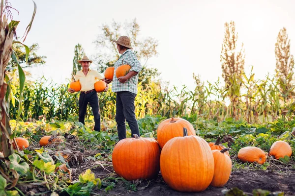 Family couple of senior farmers picking pumpkins in autumn kitchen-garden at sunset and put them in pile. Man and woman harvest fresh organic home-grown vegetables in fall garden.