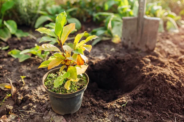 Preparation Planting Magnolia Soil Small Tree Container Ready Transplanting Fall — Stock Photo, Image