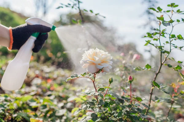 Gardener applies fertilizer on flowering rose. Spraying rose with fungicide in fall garden. Taking care of plants. Prevention and treatment of diseases and insects damage in fall