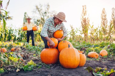 Aile çiftçileri sonbahar tarlasında gün batımında balkabağı topluyor. Kadın taze organik sebzeleri yığının içine koyar. Sonbahar hasatı