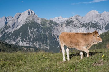 Karwendel Dağları 'ndaki bir çayırda genç bir inek.