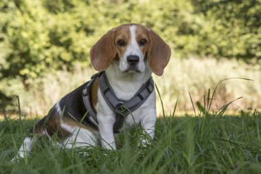 Genç dişi av köpeği çayırda rol yapıyor.