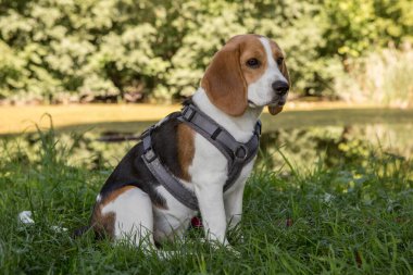 Genç dişi av köpeği çayırda rol yapıyor.