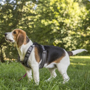 Genç dişi av köpeği çayırda rol yapıyor.