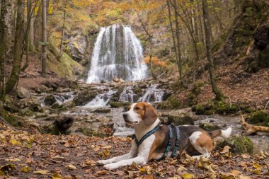 Beagle, Schliersee yakınlarındaki Josefstaler şelalesinde sonbahar doğal manzarasının tadını çıkarıyor.