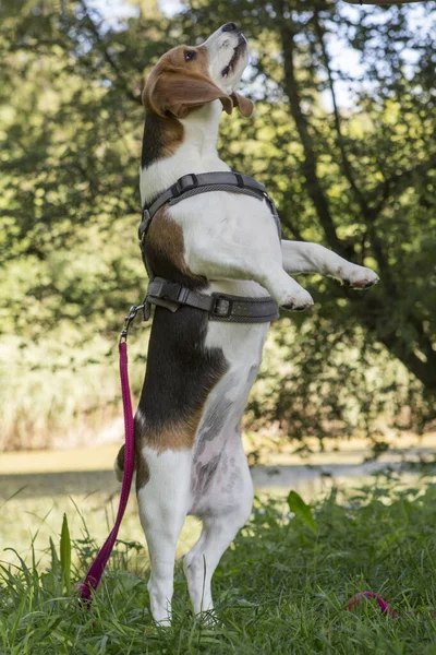Jonge Vrouwelijke Beagle Hond Handelt Weide — Stockfoto