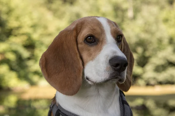 Porträtt Ung Beagle Hund Grön Äng — Stockfoto