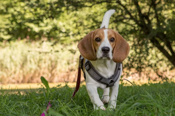 Ung Hona Beagle Hund Agerar Ängen — Stockfoto