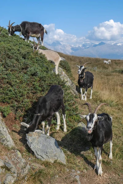 Egy Hegyi Kecskecsorda Tölti Nyarat Egy Alpesi Réten Foscagnopass Livignoi — Stock Fotó