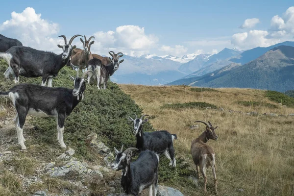 Egy Hegyi Kecskecsorda Tölti Nyarat Egy Alpesi Réten Foscagnopass Livignoi — Stock Fotó