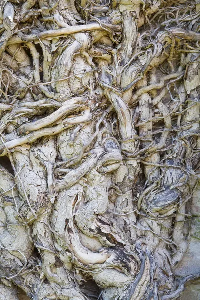 Fascinující Kořeny Větve Starém Pokrouceném Kmeni Stromu Stock Snímky