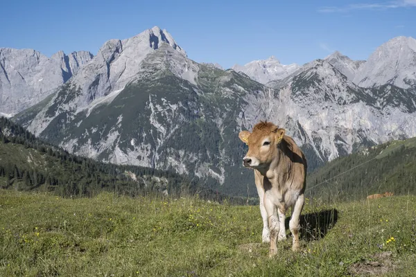 Junge Kuh Auf Einer Bergwiese Karwendelgebirge Stockbild