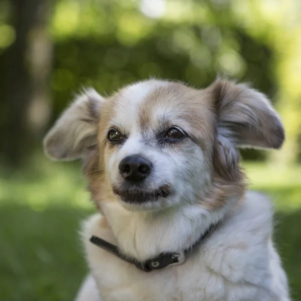 屋外撮影でChihuahua影響を持つ高齢者混合品種の犬 ロイヤリティフリーのストック写真