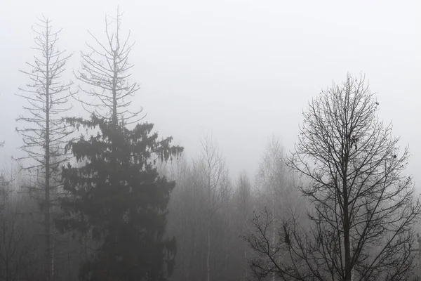 Trees in the fog, black and white photo — Stock Photo, Image