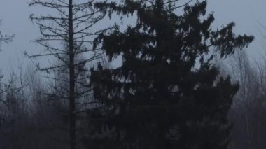 Ormanda kar fırtınası, alacakaranlıkta rüzgar ve kar.